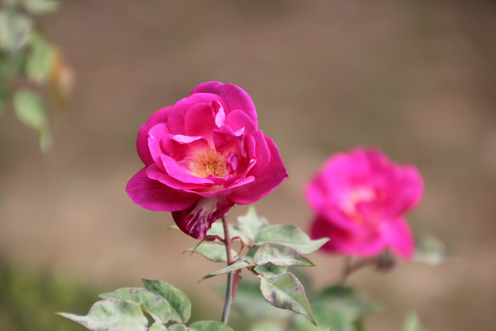 a single pink rose is blooming in a garden