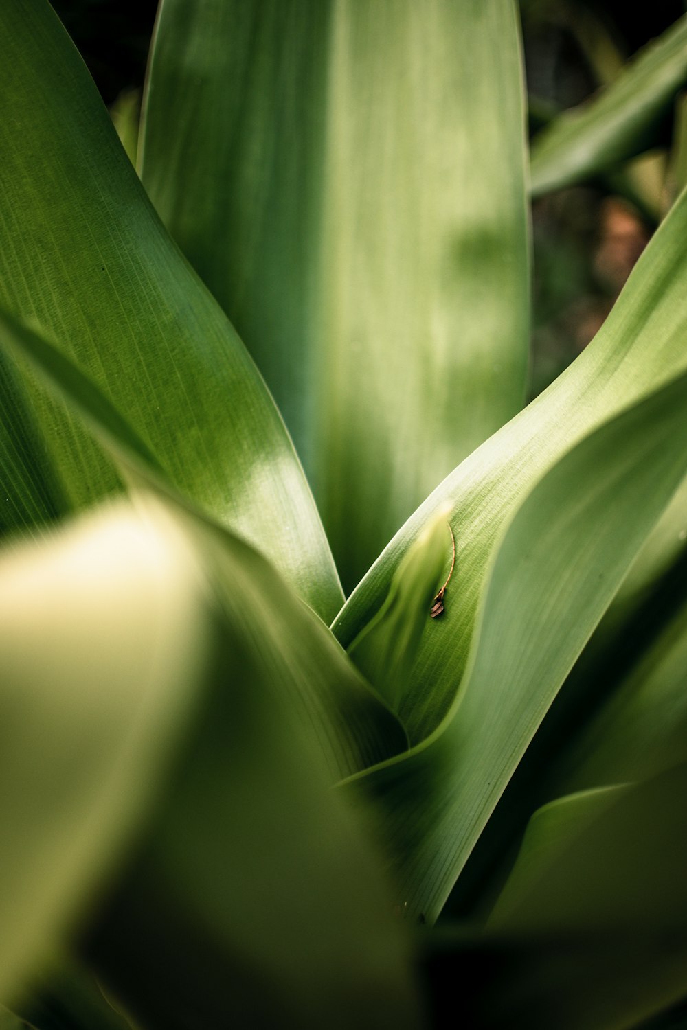 a close up of a green plant with leaves