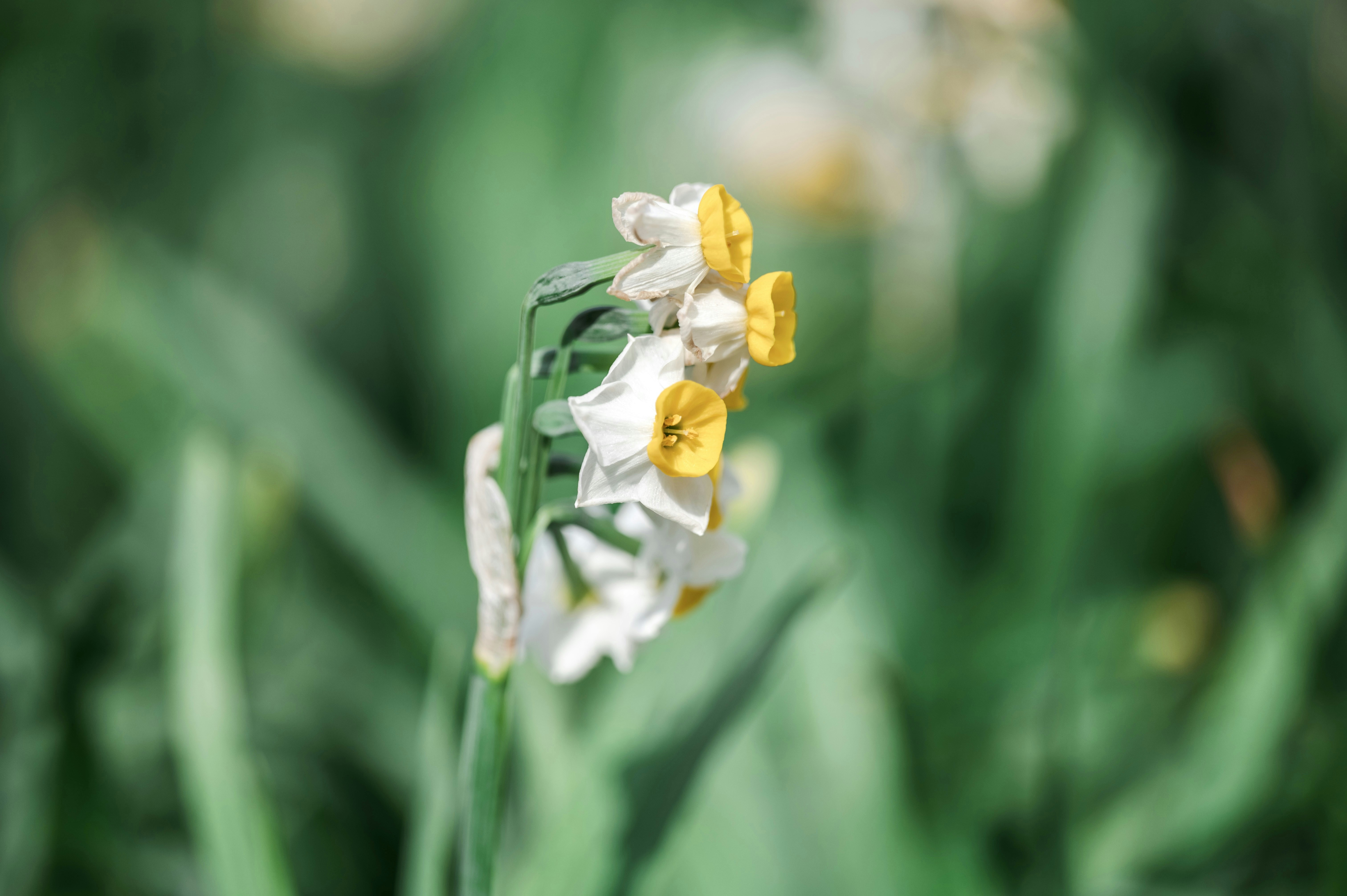 a close up of a flower with a blurry background