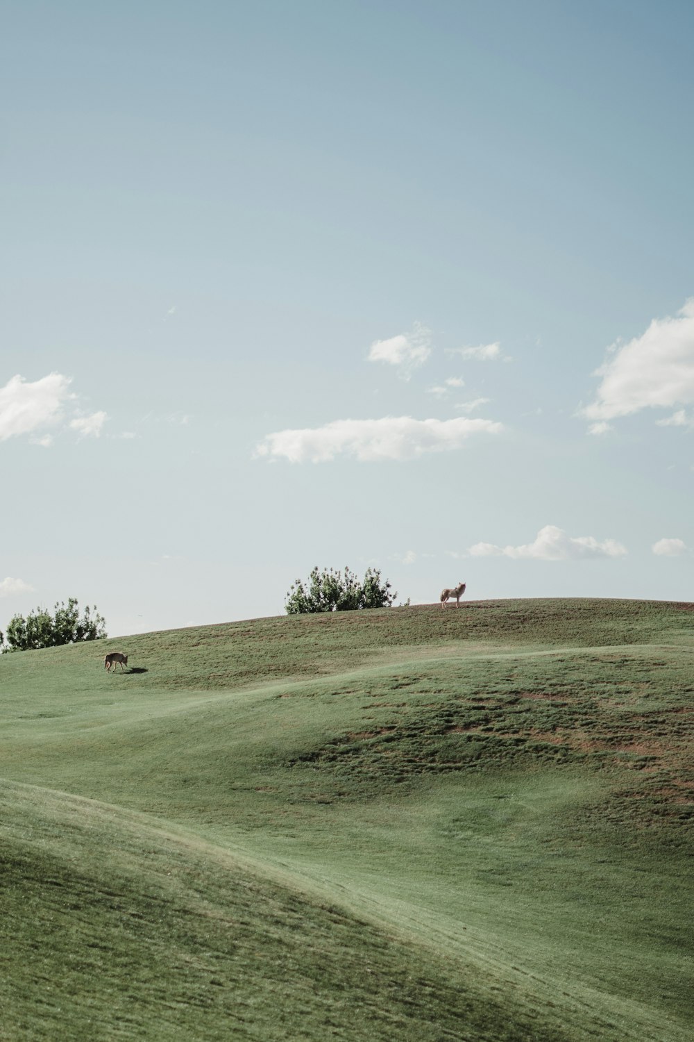 two horses grazing on a grassy hill under a blue sky