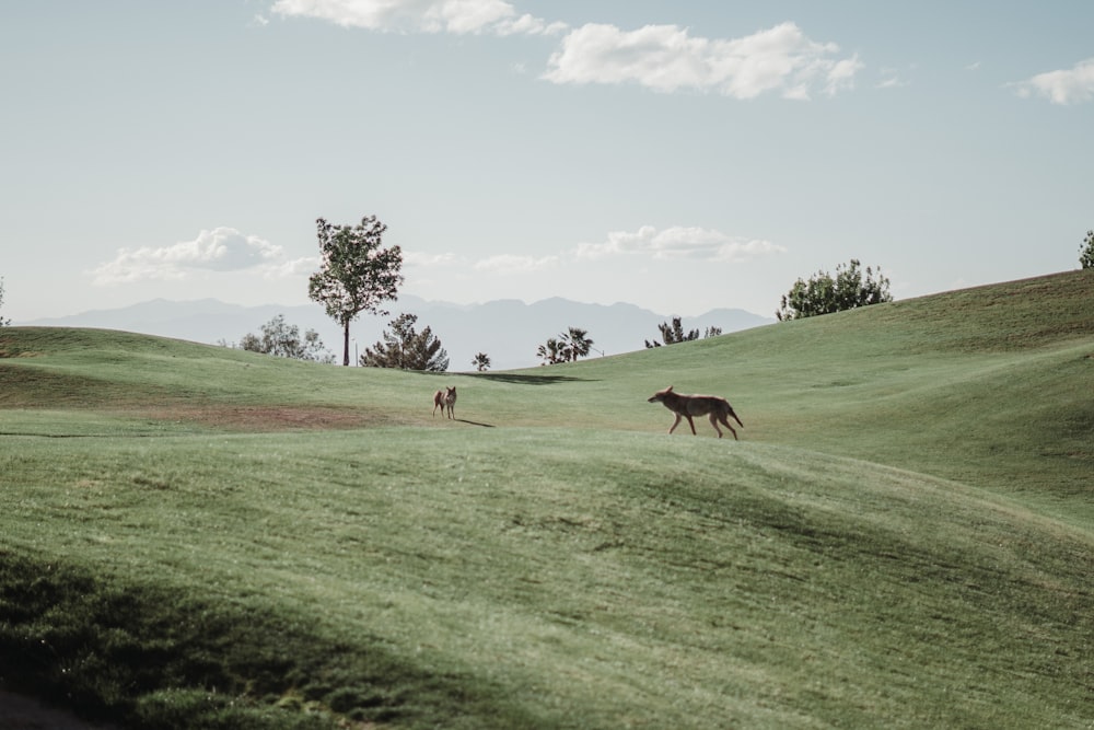 a couple of horses walking across a lush green field