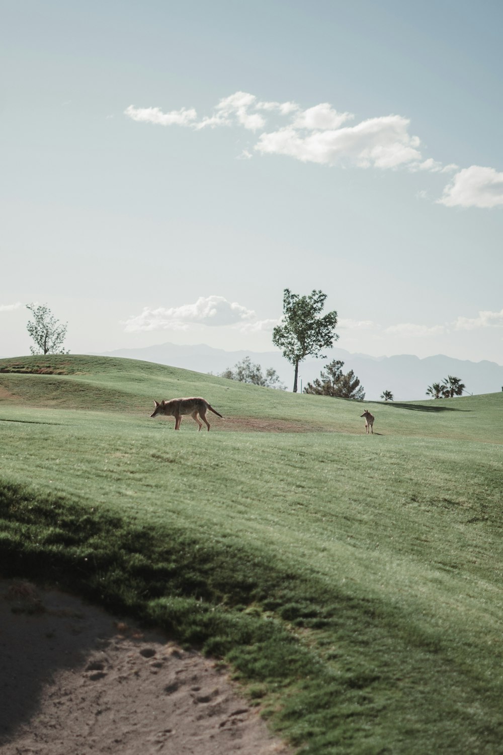 a horse standing on top of a lush green field