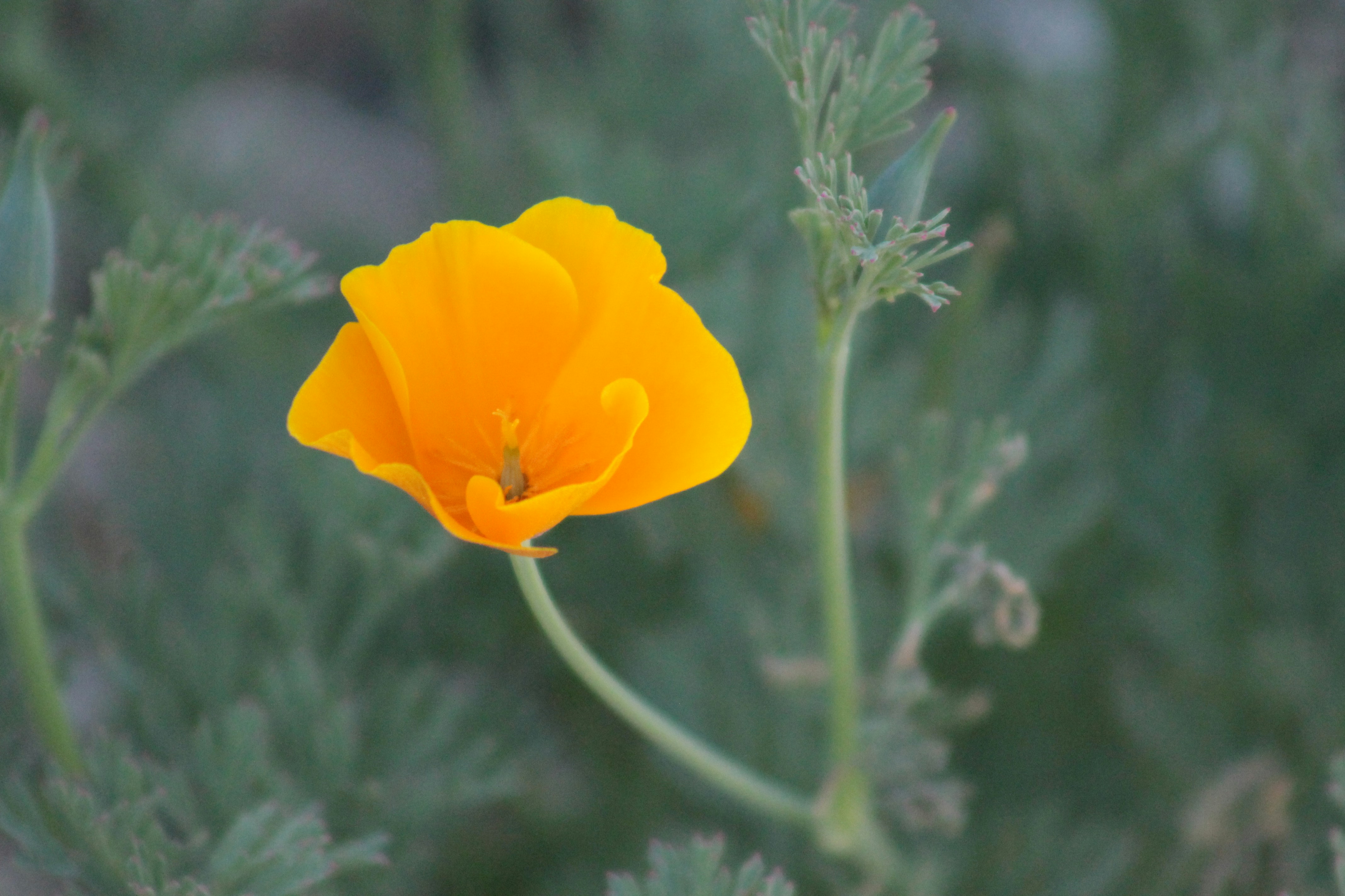 a close up of a yellow flower on a plant