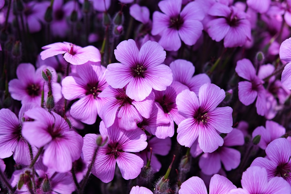 a bunch of purple flowers that are blooming