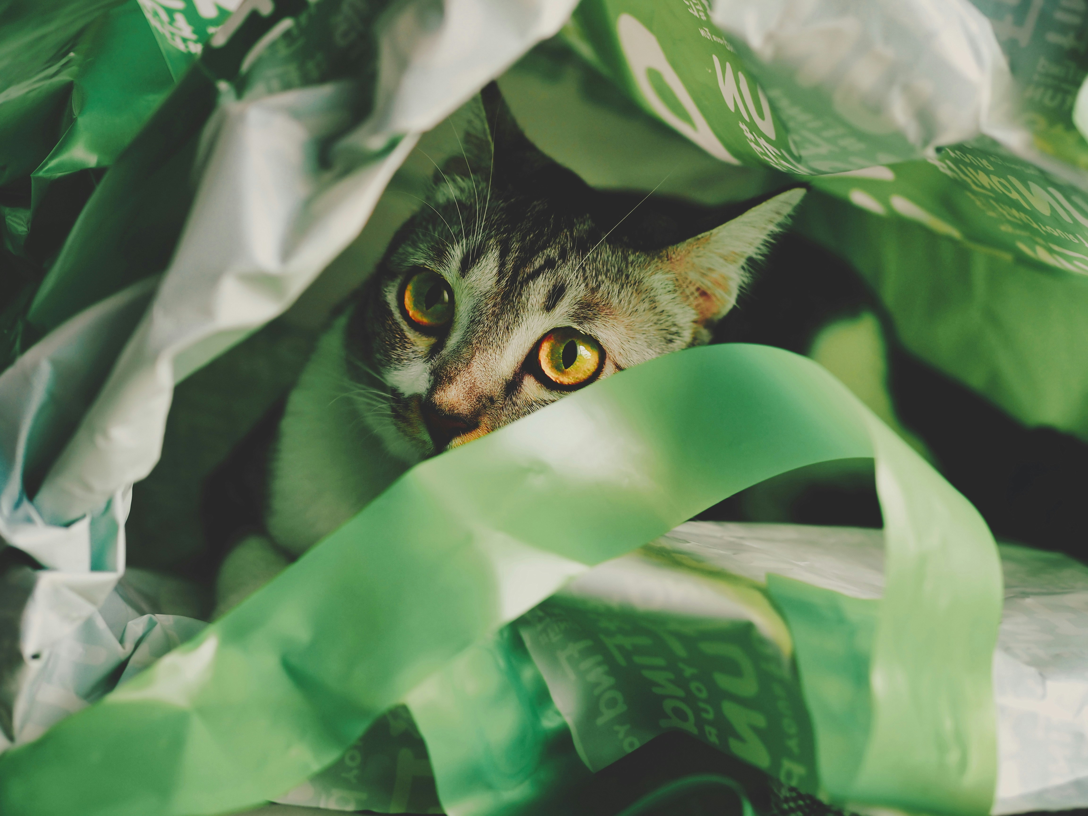 9 Natural Cat Litter Products Made From Recycled Plants