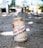 A can of San Miguel Pale Pilsen is placed on sandy ground with a blurred background of what appears to be a garden or outdoor area. The can has a classic design with red and black text against a gold and beige background.