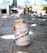 A can of San Miguel Pale Pilsen is placed on sandy ground with a blurred background of what appears to be a garden or outdoor area. The can has a classic design with red and black text against a gold and beige background.