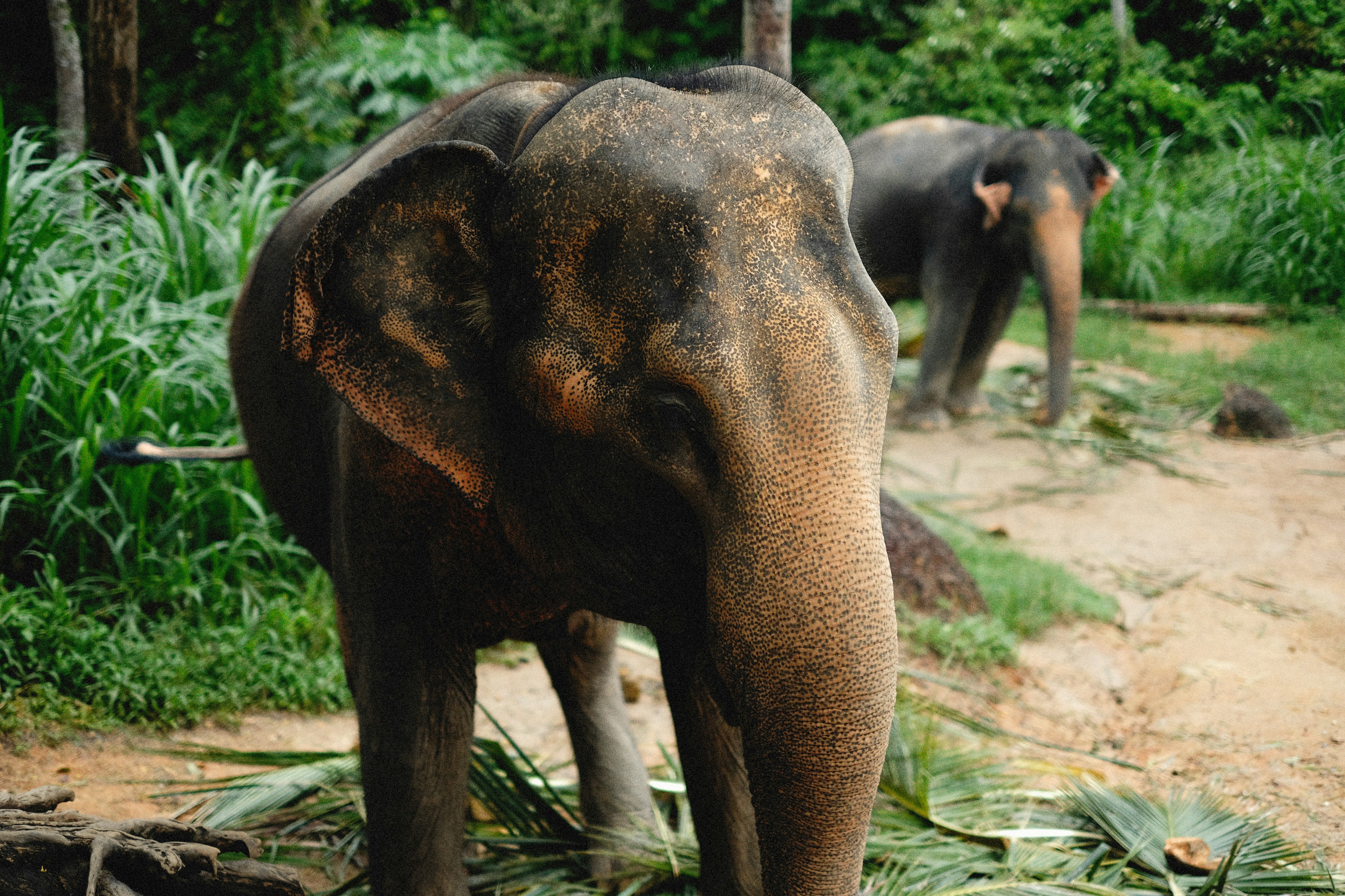 Photo by alexeydemidov