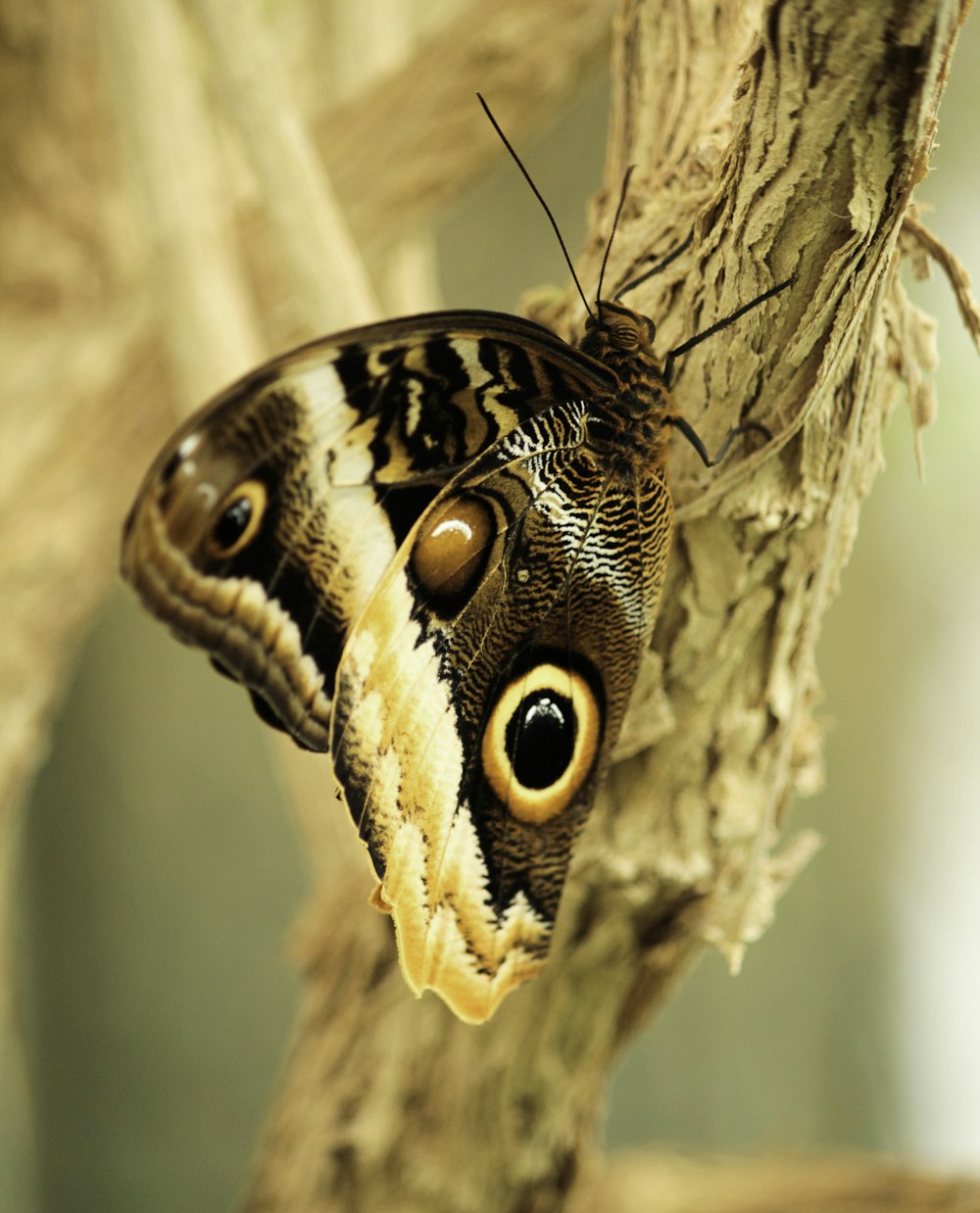 a close up of a butterfly on a tree branch