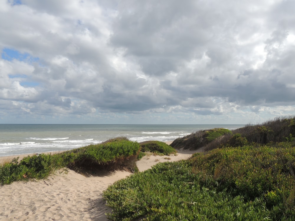 a sandy path leading to the ocean on a cloudy day