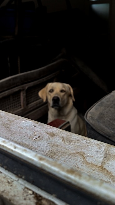 A Labrador Retriever is sitting inside an old, dusty vehicle. The dog appears to be calm and relaxed, framed by the interior structure of the vehicle. The overall environment suggests neglect or abandonment, with worn surfaces and a dimly lit atmosphere.