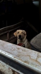 A Labrador Retriever is sitting inside an old, dusty vehicle. The dog appears to be calm and relaxed, framed by the interior structure of the vehicle. The overall environment suggests neglect or abandonment, with worn surfaces and a dimly lit atmosphere.