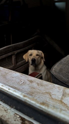 A Labrador Retriever is sitting inside an old, dusty vehicle. The dog appears to be calm and relaxed, framed by the interior structure of the vehicle. The overall environment suggests neglect or abandonment, with worn surfaces and a dimly lit atmosphere.