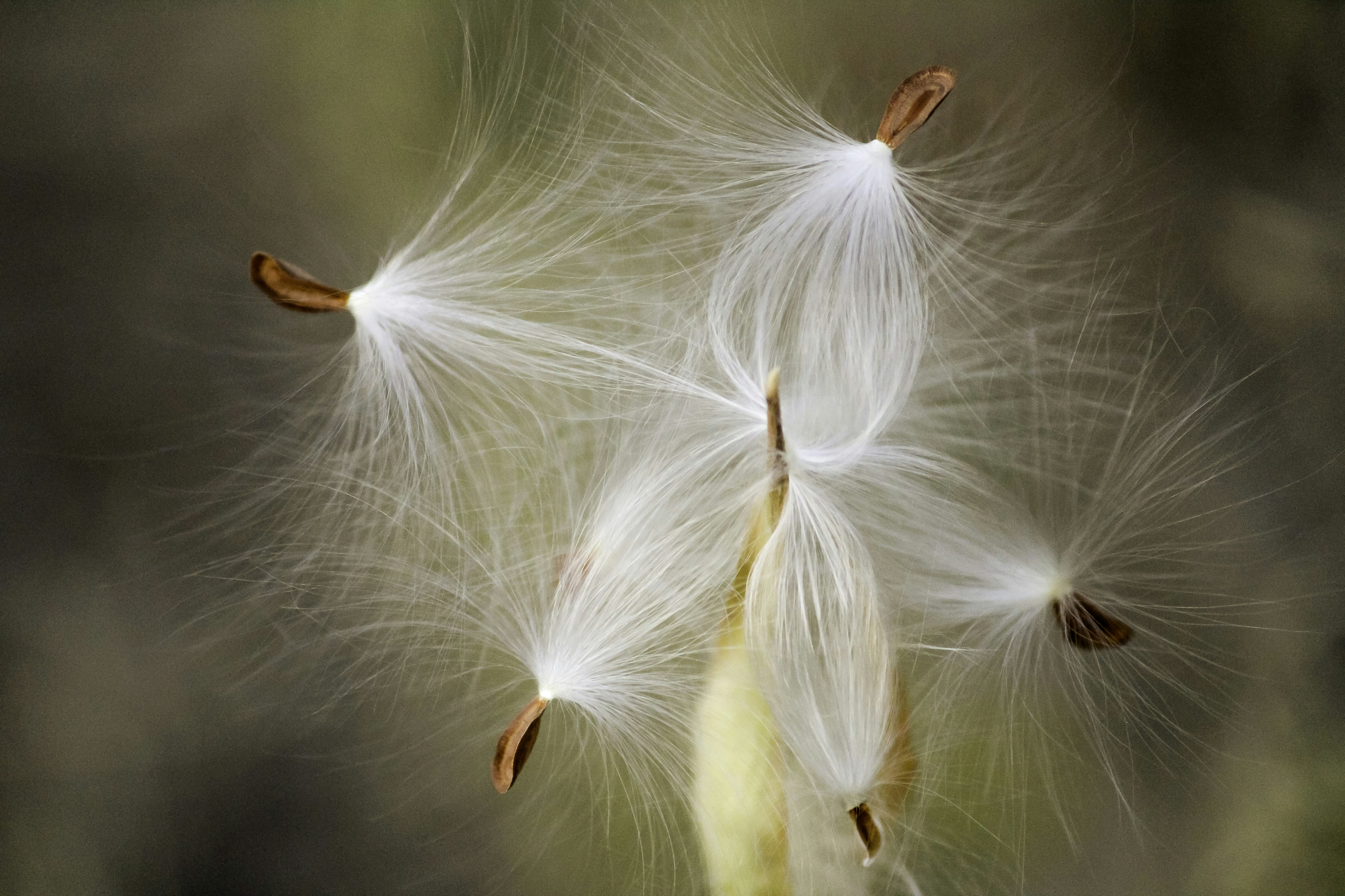 The white hairy seeds of the milkweed fruit - Asclepias syriaca - discovered in on a walk-about in Arizona.
