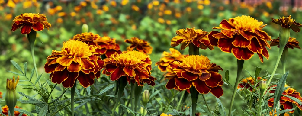 a field full of yellow and red flowers