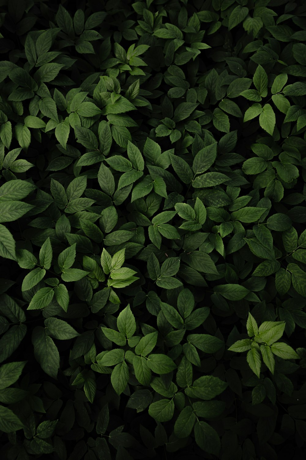 a close up of a bunch of green leaves