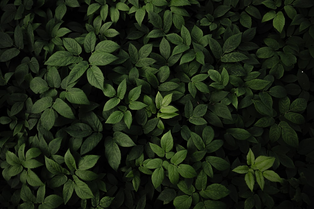 a close up of a bunch of green leaves