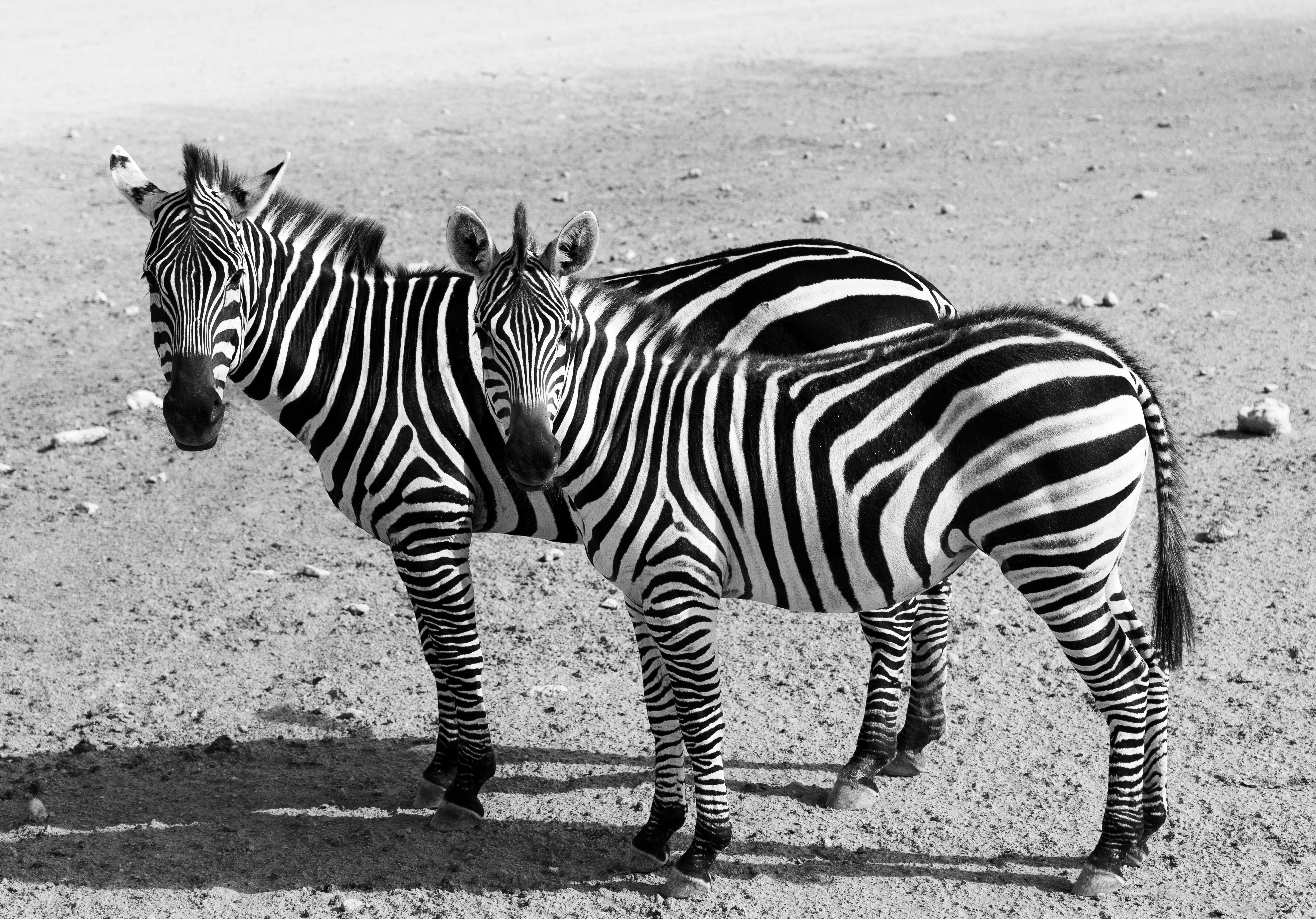 Un cucciolo di zebra in piedi accanto a una zebra adulta foto – Immagine  gratis di Modello su Unsplash, image size:3000x2096