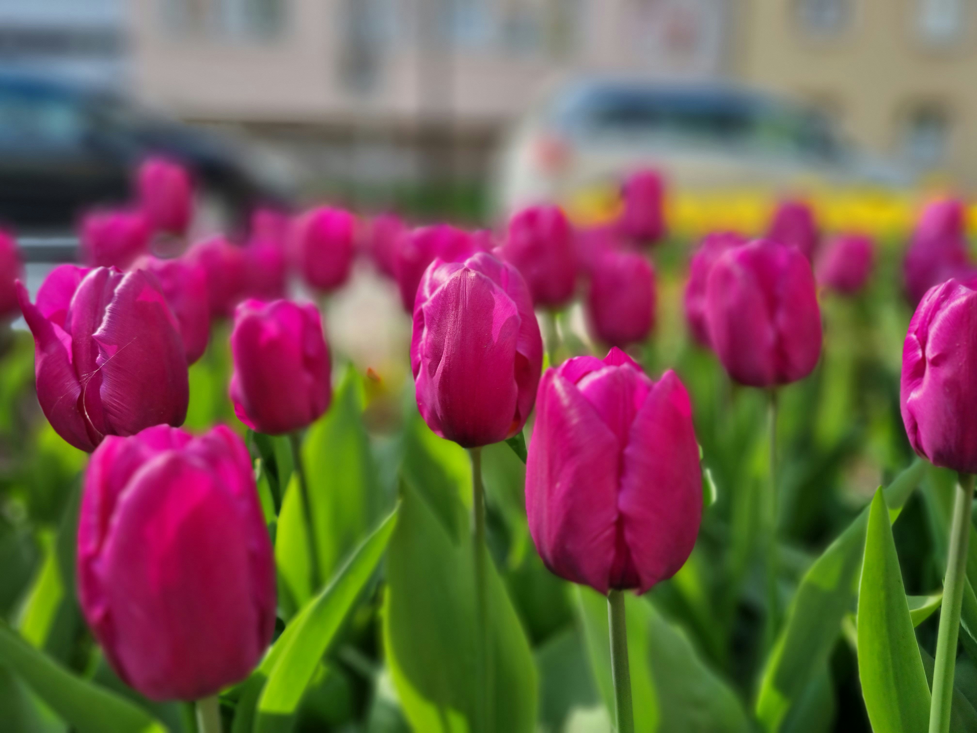 a field of pink tulips in front of a building