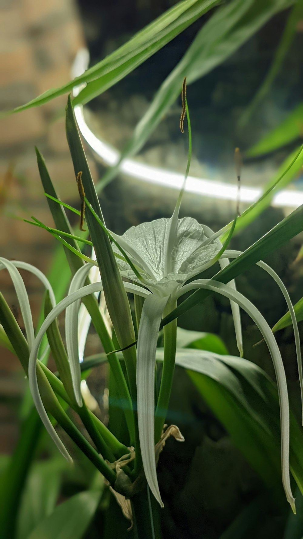 um close up de uma planta com folhas