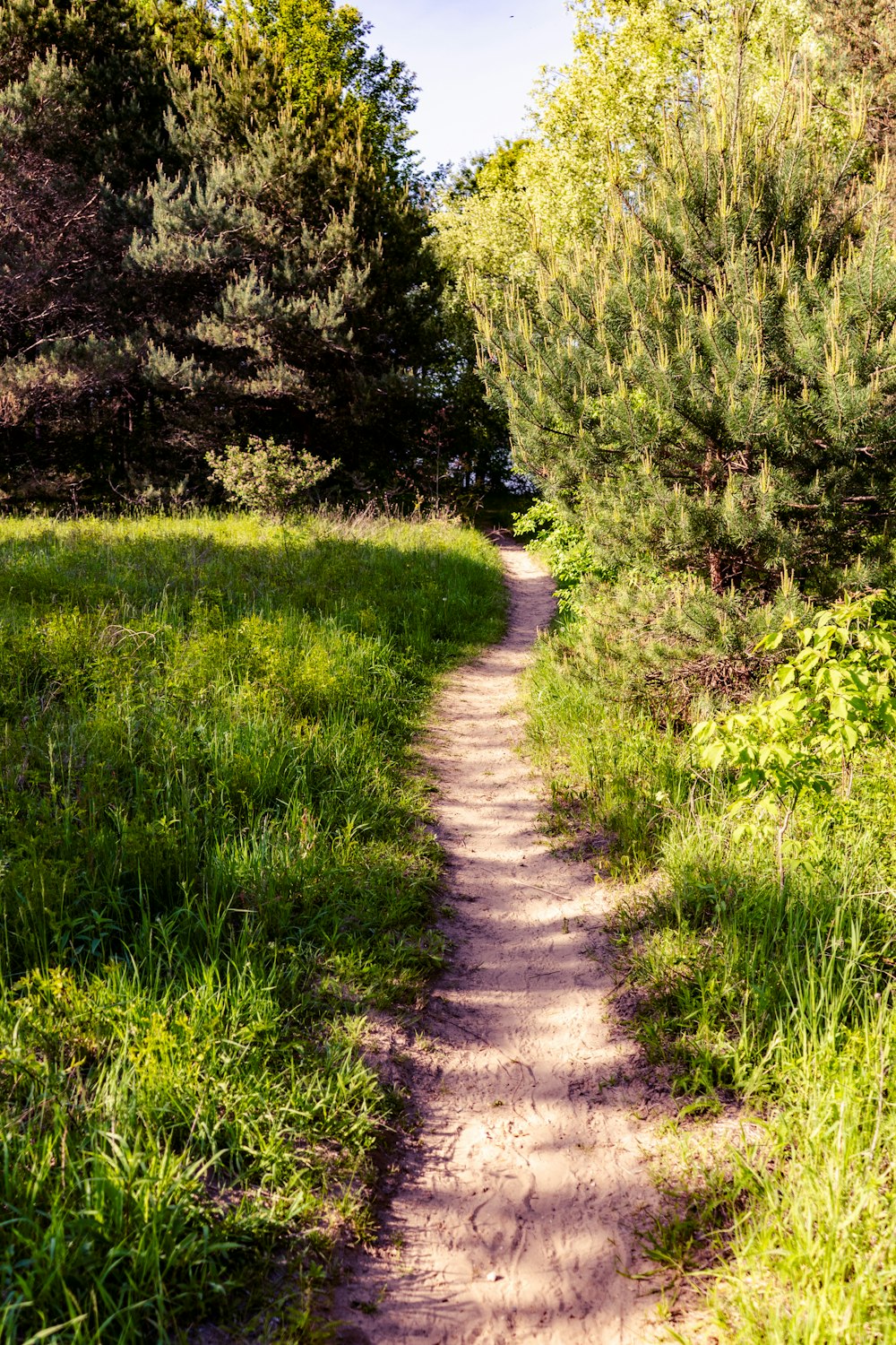 a dirt path surrounded by trees and grass