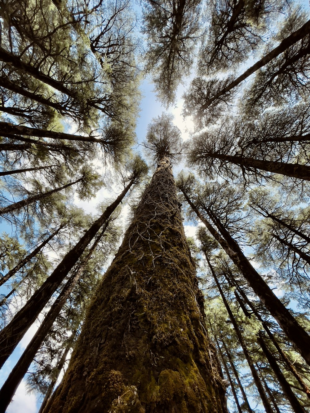 looking up at a tall tree in a forest