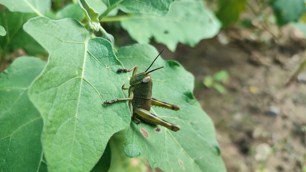 a close up of a grasshopper on a leaf