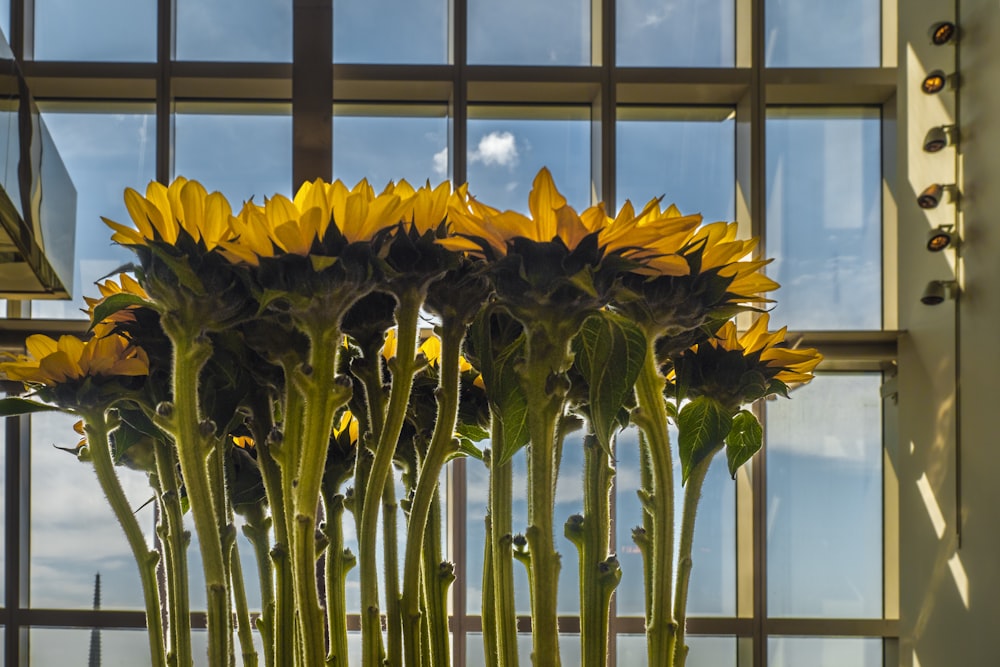 a vase filled with yellow sunflowers in front of a window