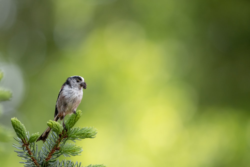 a small bird perched on a tree branch