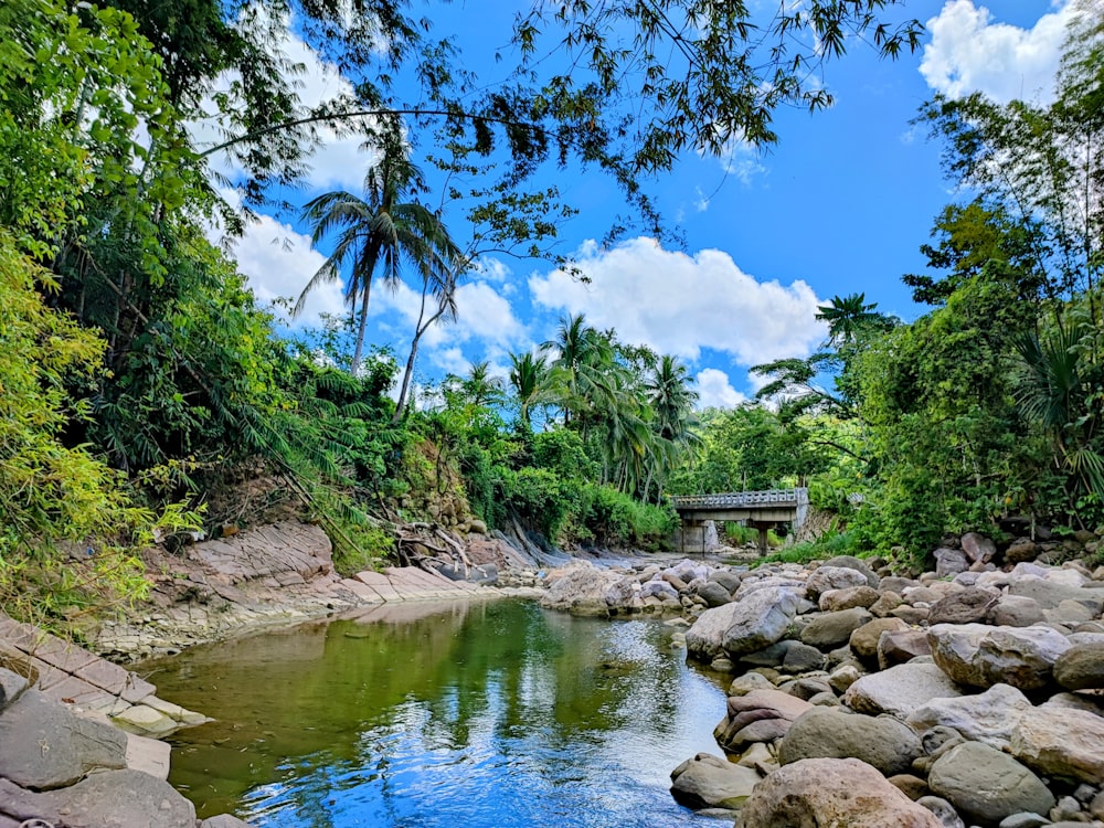 a river running through a lush green forest