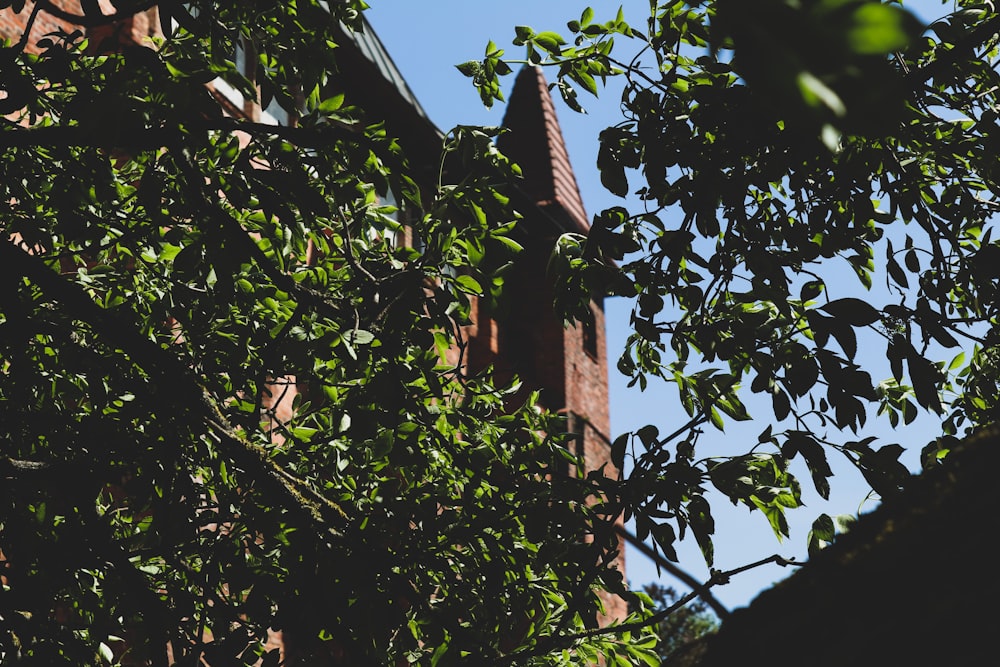 a clock tower is seen through the leaves of a tree