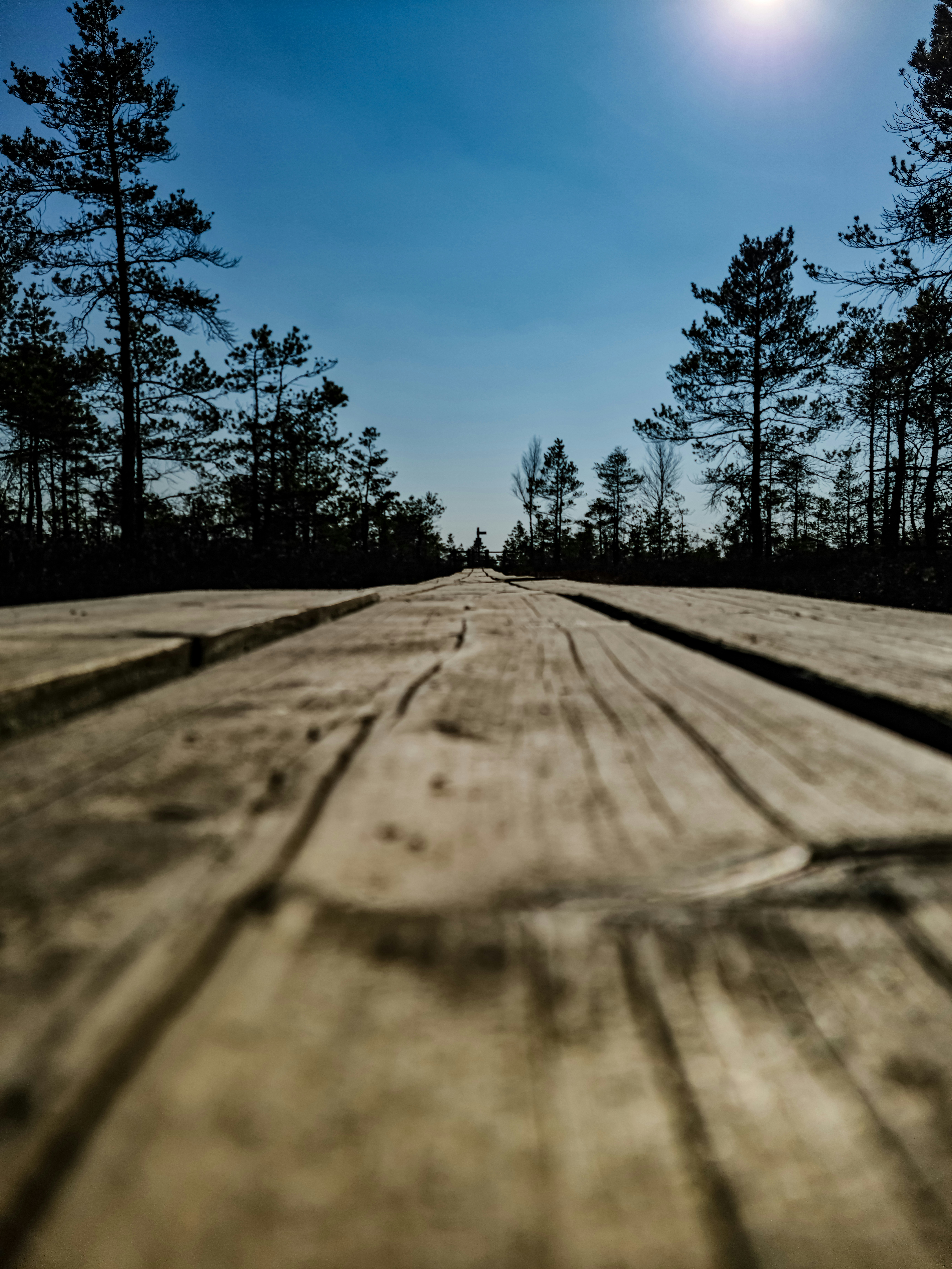 Ohanapecosh Hot Springs for a  Peaceful Forest Escape & Travel Guide for Mount Rainier Explorers