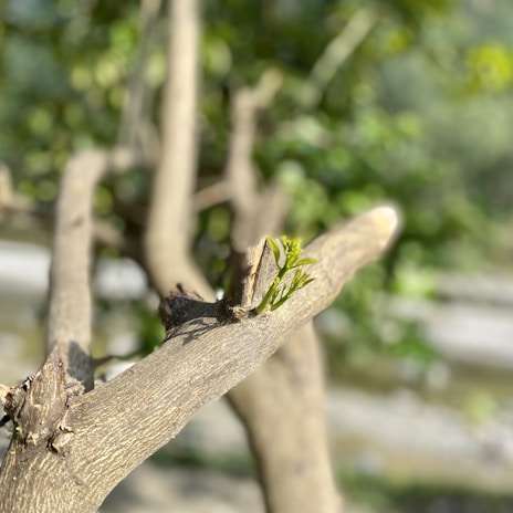 A close-up of a tree branch with a small green sprout growing from it. The background is blurred, highlighting the focus on the new growth. Sunlight gently illuminates the scene, creating a natural and serene atmosphere.