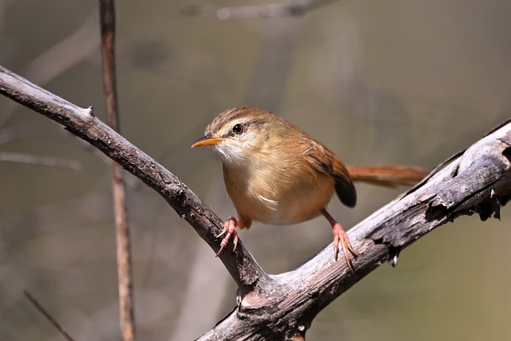 a small bird perched on a tree branch