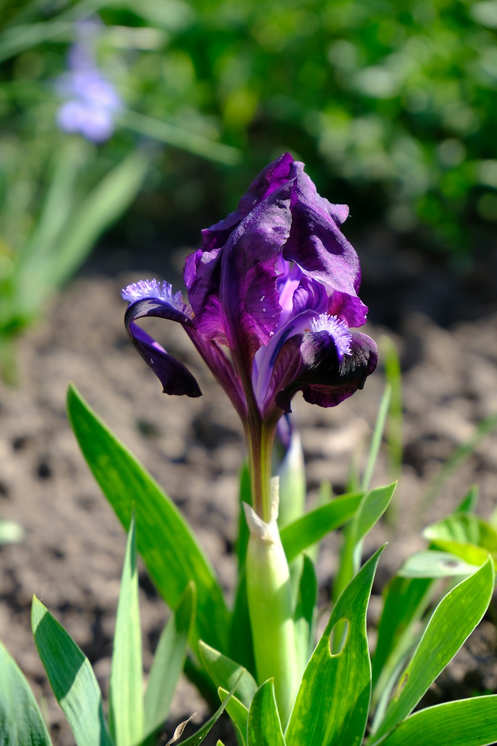 a purple flower is growing in the dirt