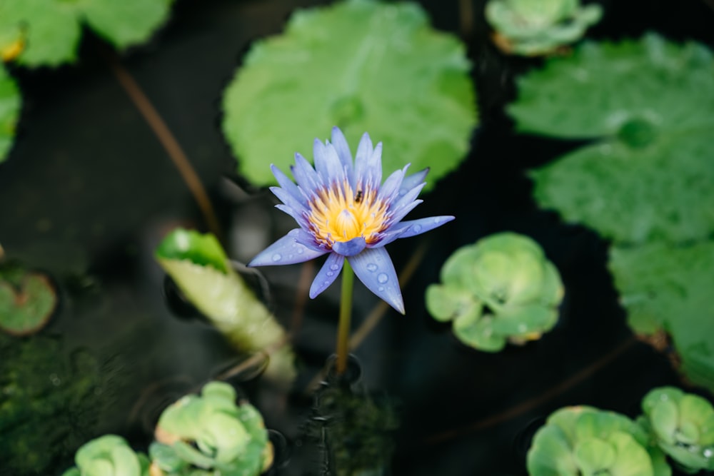 a blue flower with yellow center surrounded by green leaves