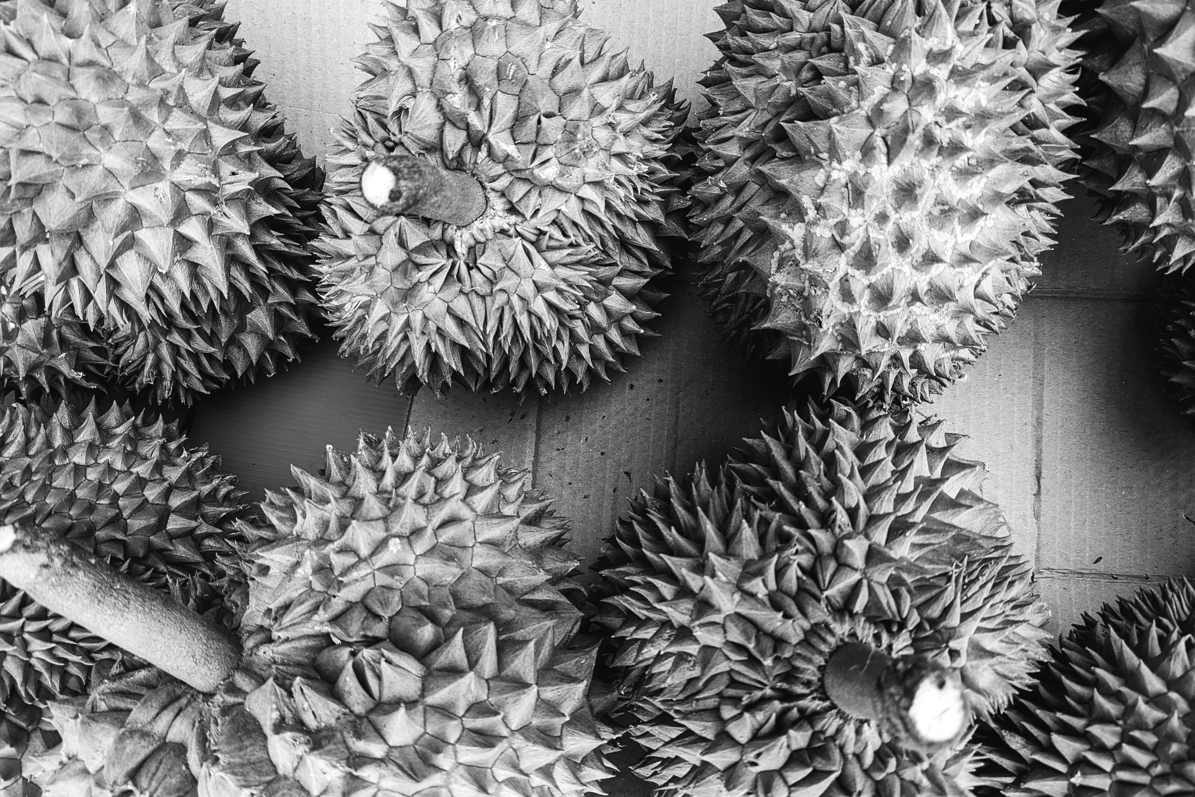 coffee and durian fruit, wallpaper, Minum Kopi setelah Makan Durian: Aman atau Berbahaya? 6