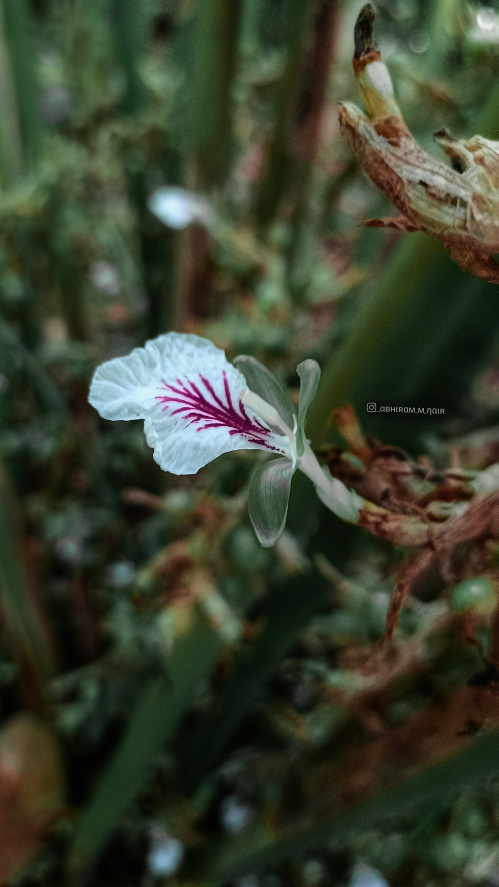 a white flower with a red center in a forest