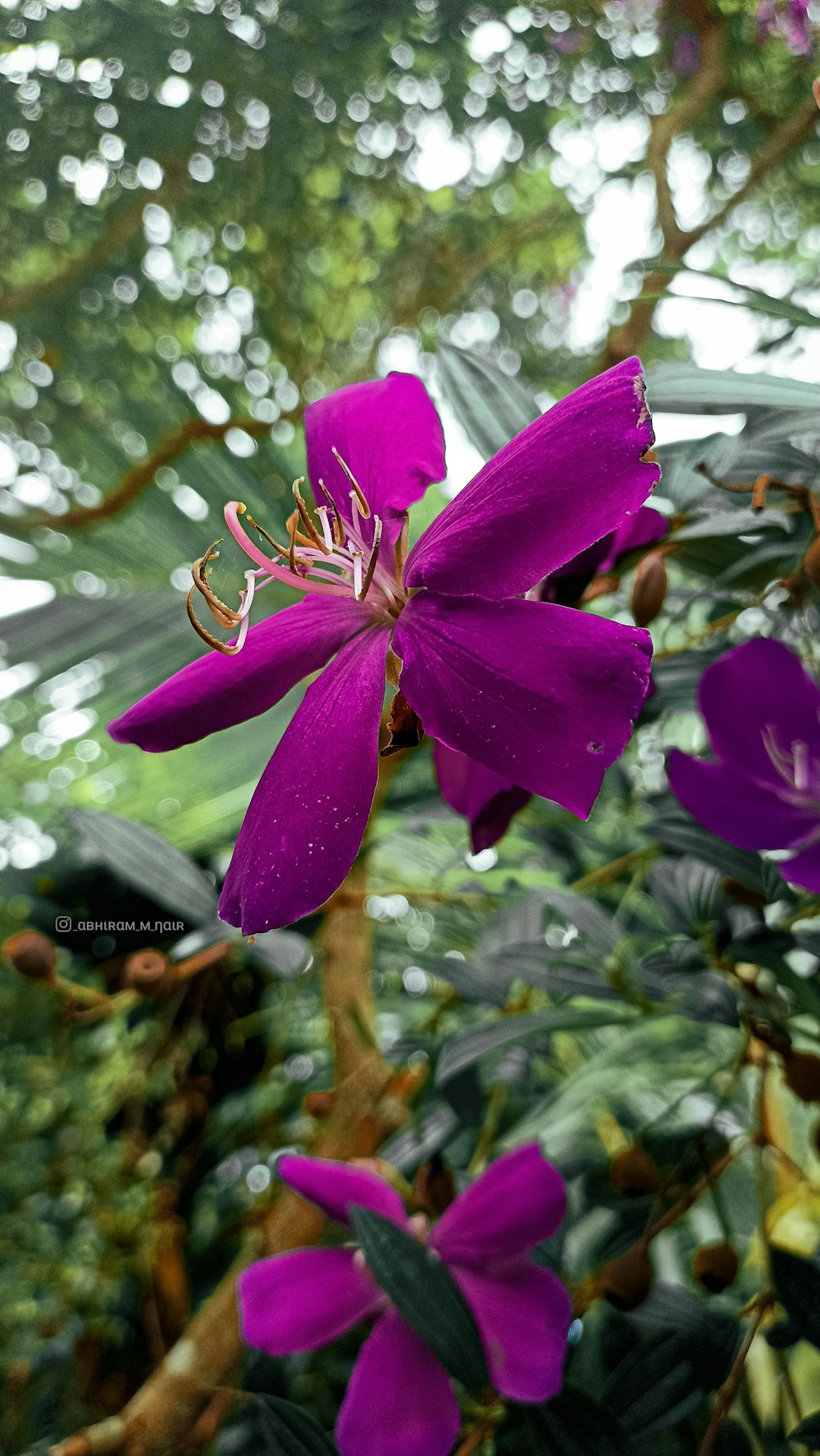 a close up of a purple flower on a tree