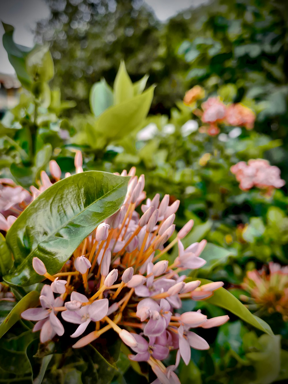 a close up of a bunch of flowers in a field