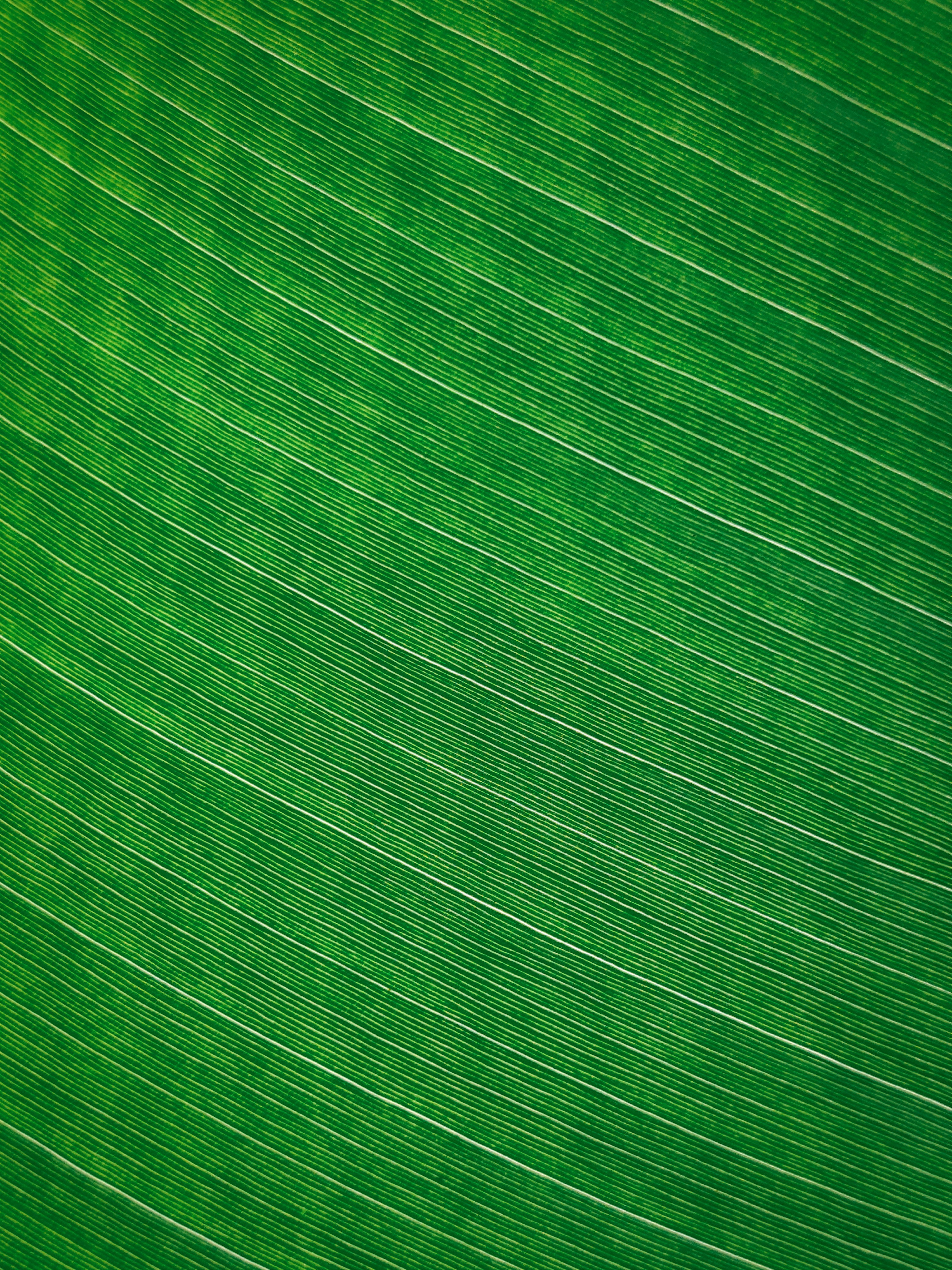 a close up view of a green leaf