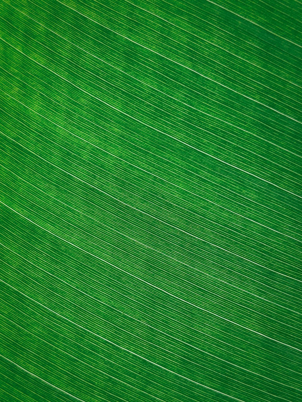 a close up view of a green leaf