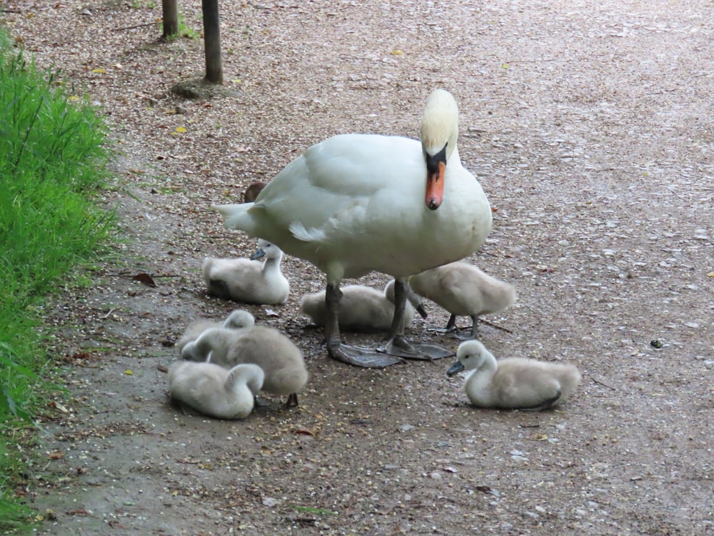 a mother swan with her babies on a path