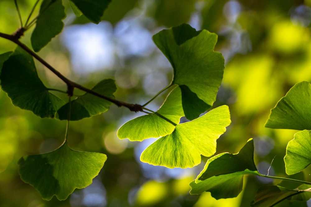 a close up of a green leafy tree