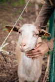 A farmer gently feeding a young goat, showcasing care and attention.