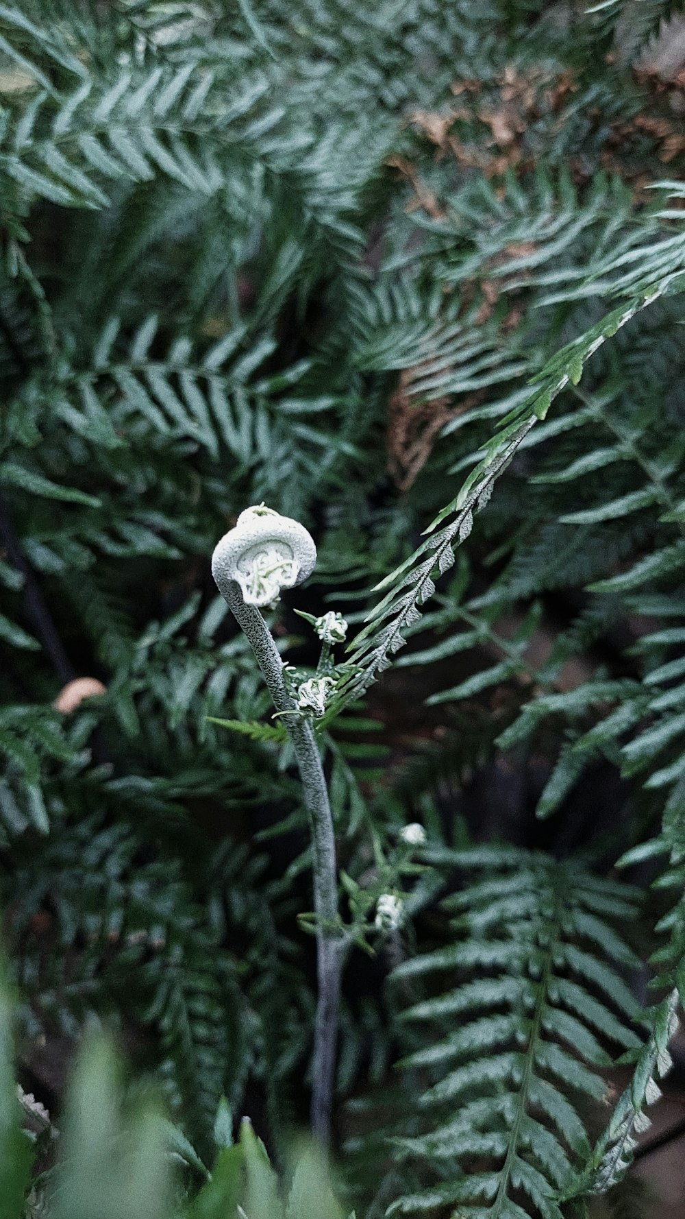 a close up of a plant with lots of leaves