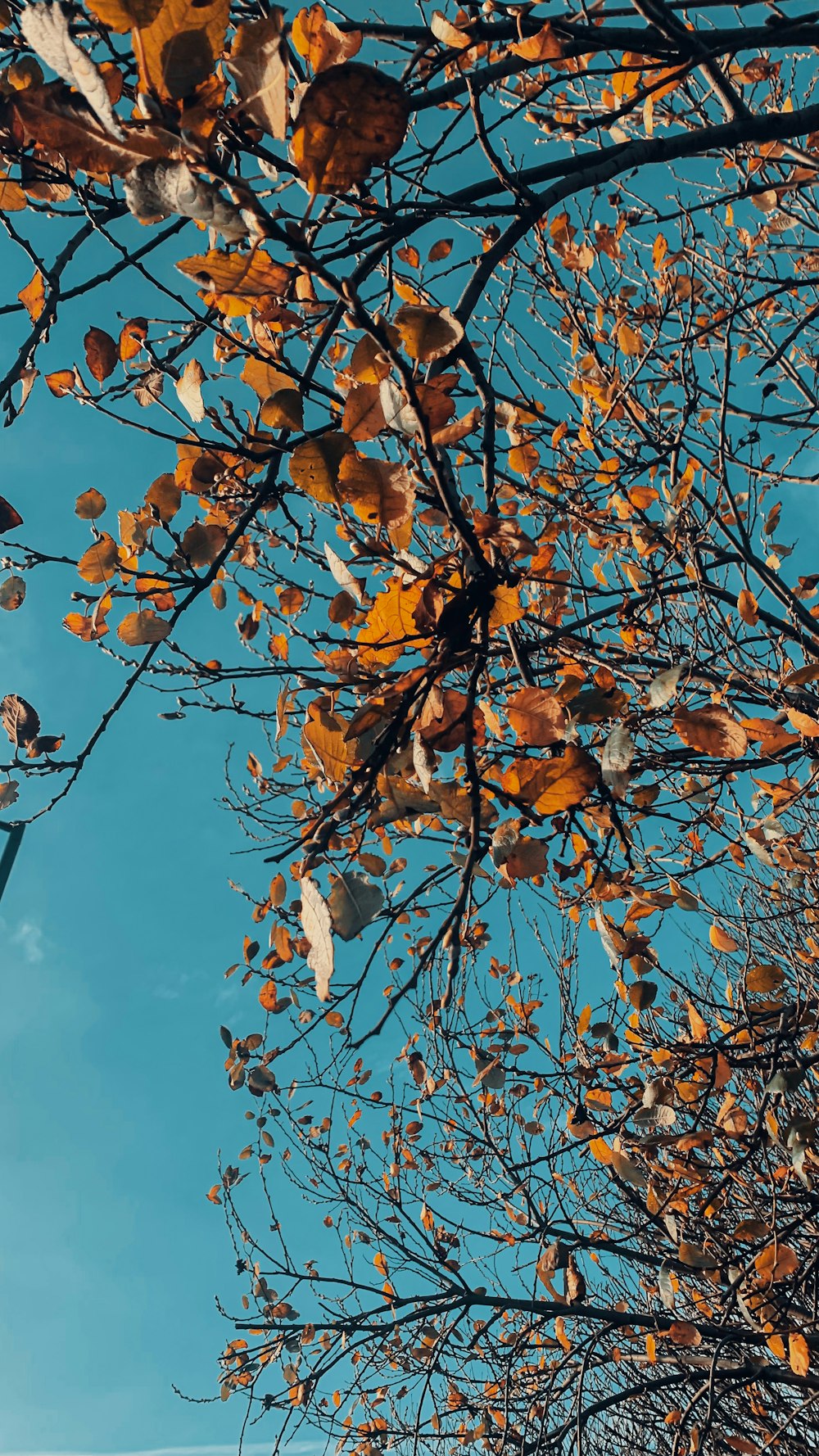 the leaves of a tree against a blue sky