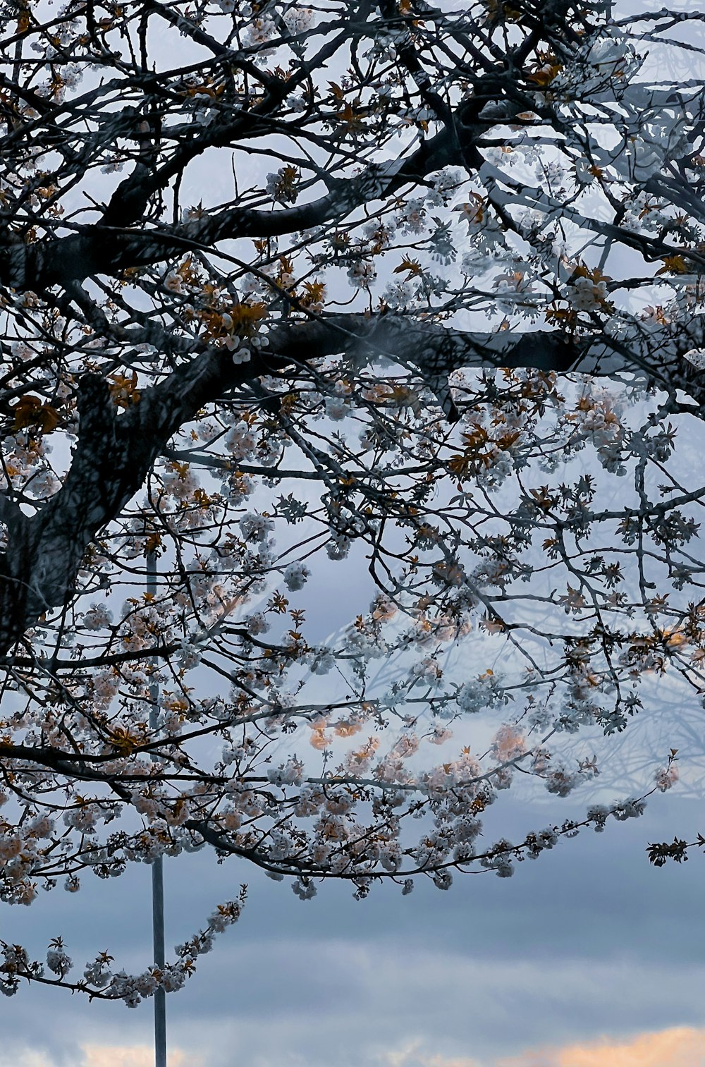 a tree that has some flowers on it