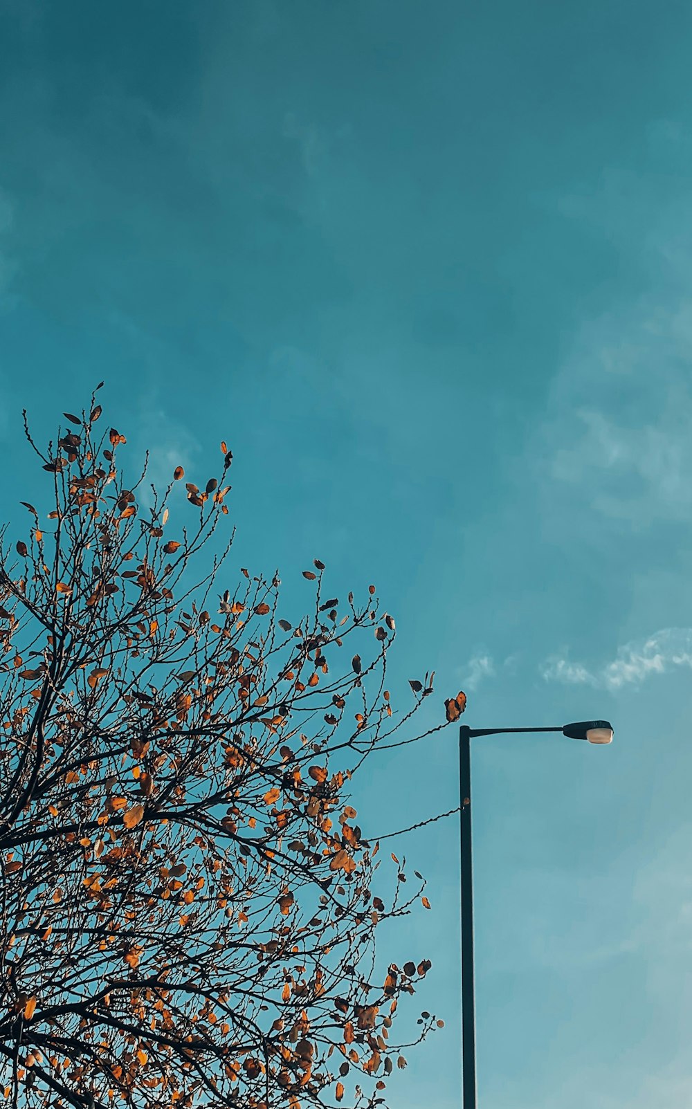 a street light sitting next to a tree