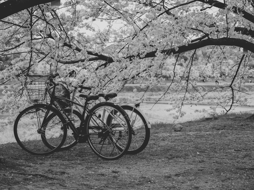 a couple of bikes parked next to each other under a tree